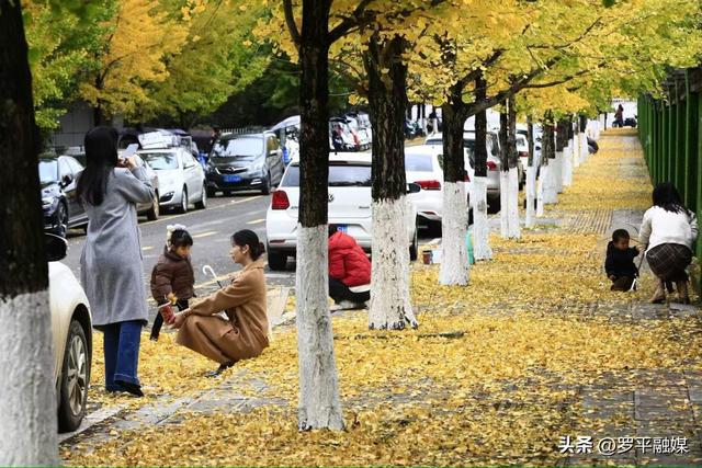罗平：初冬限定美景上线 满城银杏铺就金色浪漫