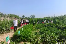 太原市阳曲县泥屯镇：果蔬飘香采摘热 农民增收致富忙图片