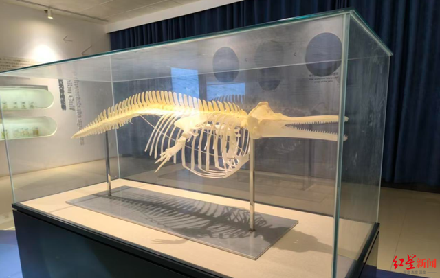 广西钦州三娘湾 “出海观豚” 乱象：为看 “吉祥好运” 粉色海豚，十余艘船围堵；小海豚遭追后死亡，有船长称看不到退票，怕亏钱不停追