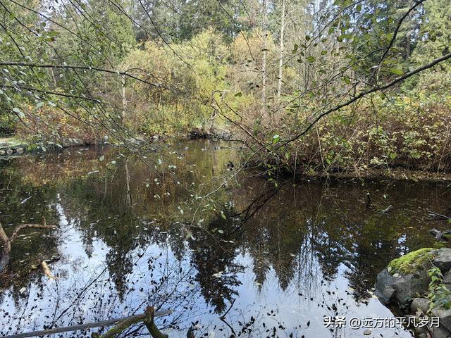 温哥华游记（一）