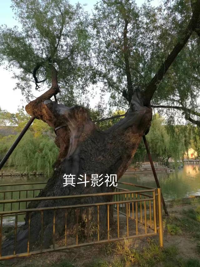 颐和园西堤古柳，三百年沧桑的见证者。