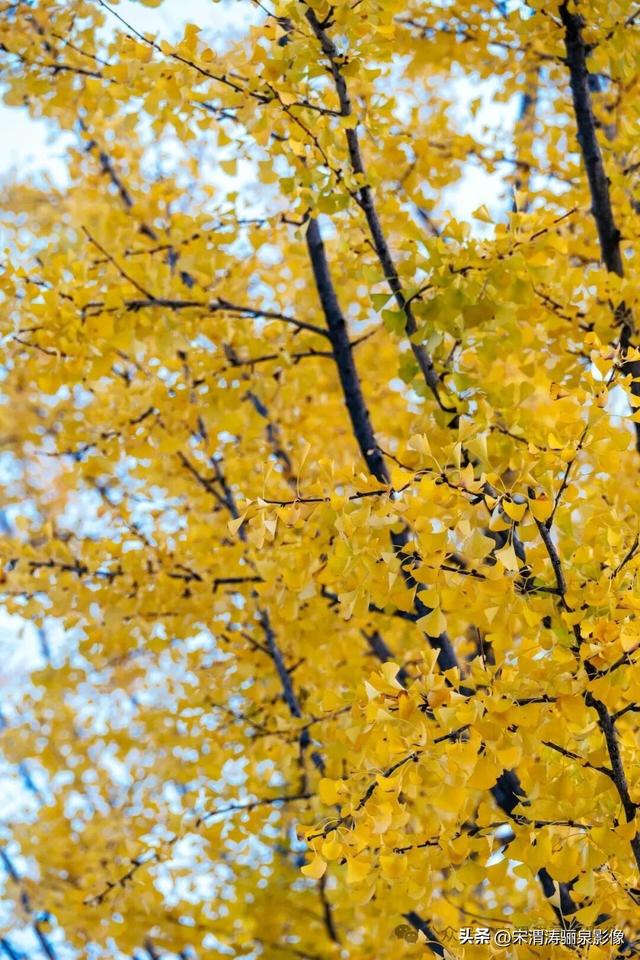 陕西渭南：人民公园银杏林色彩纷呈 祥和美丽 秋色宜人