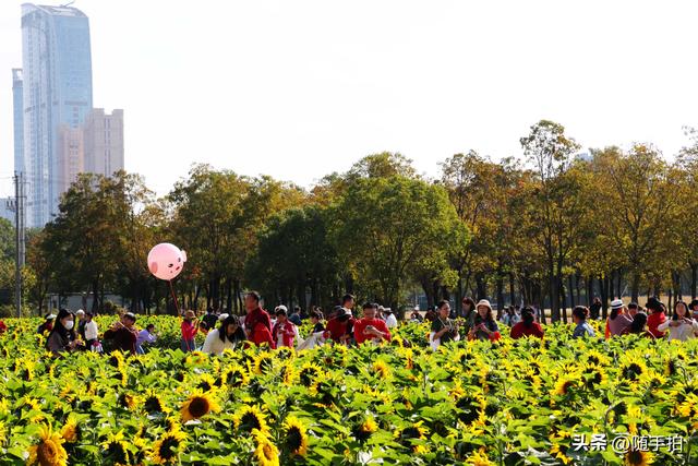 出站即入画，江苏苏州花桥地铁站向日葵花海浪漫触手可及