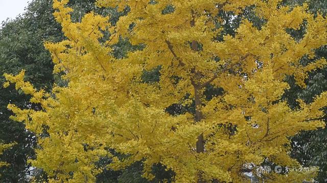 初冬“杏”韵：邂逅贵州的金色浪漫