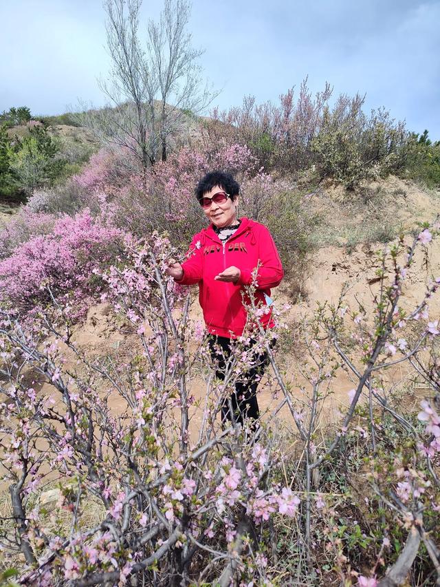 宣化红一师战友军嫂青边口长城赏花照片集