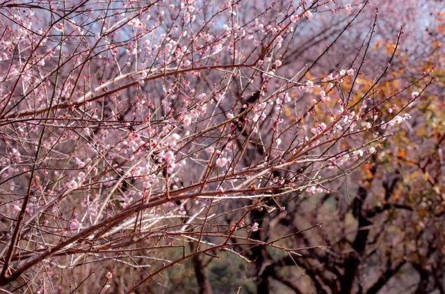 惠聚美好丨梁化梅园迎来最佳观赏期，错过等一年！