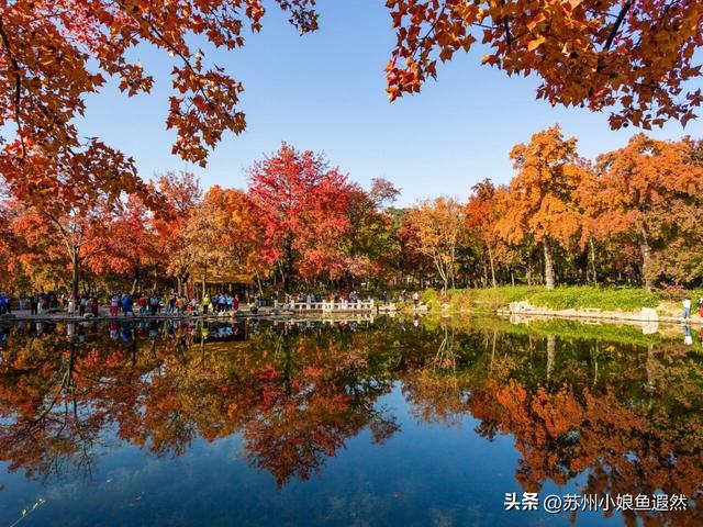 苏州天平山红叶爆火？我躲进姐姐家的“中国红枫秘境”偷个闲