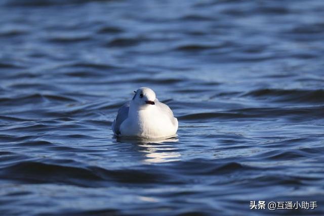 佳能RF200-800mm F6.3-9 IS USM评测！支持800mm焦距的自动对焦镜头