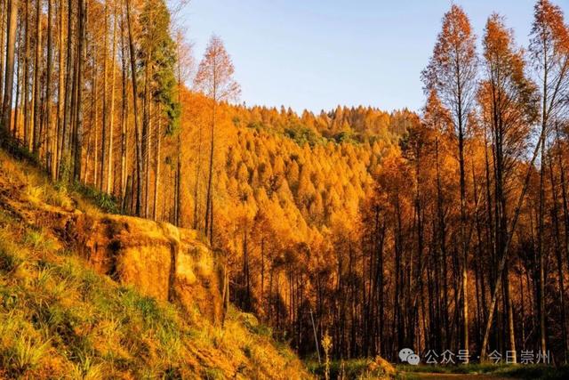 崇州彩林天花板🤩🤩🤩谁还没去过？
