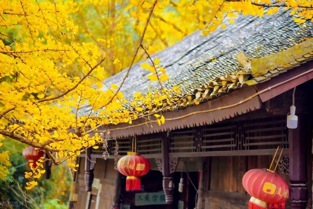 11月，去赏银杏吧！8个高颜值赏秋地，速来拍美照，挑一个就出发