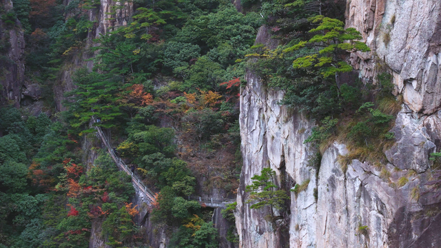紧急播报：黄山秋色已达峰值，100%颜值在线，速来！| 皖美冬日 | 第十五届安徽国际文化旅游节