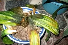 这3种水浇花，就是浇“砒霜”，浇一盆死一盆，万万别忽视！图片