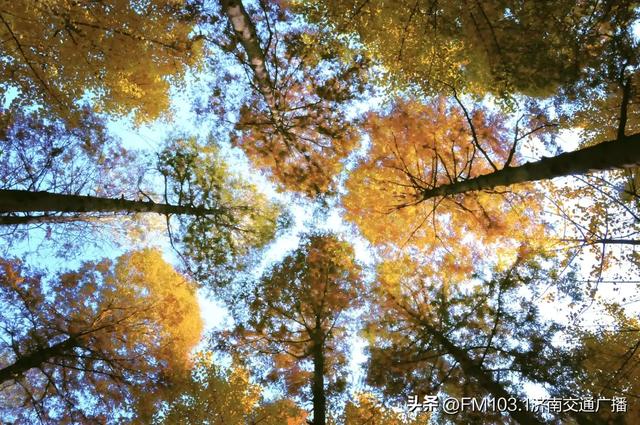 公园景区秋色图鉴，这几处必打卡