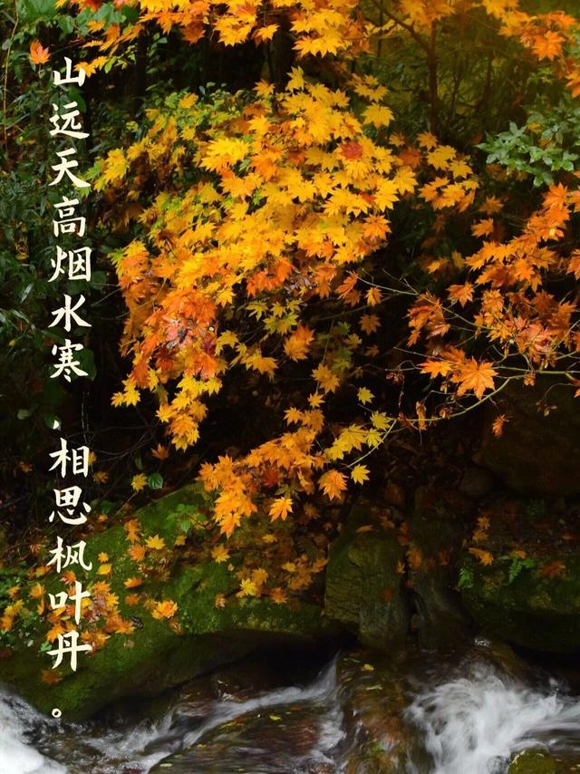 红了！济南第一波秋叶已经上色了！