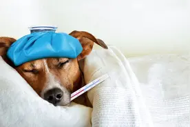 宠物医院的秘密：狗狗这5大常见疾病在家也能治，省下半年工资图片