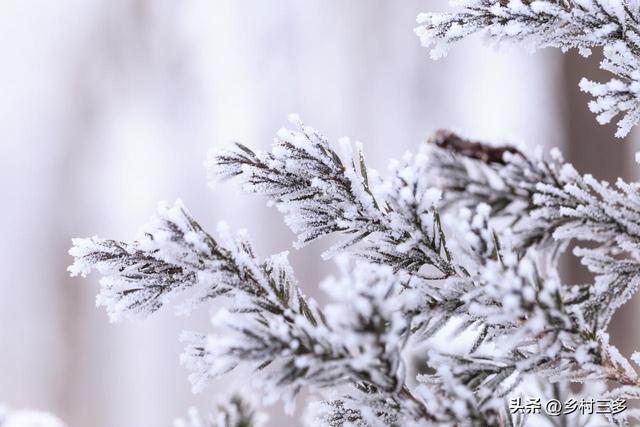 “冷不冷，就看九月初九”，今日九月初九，今年冬天会很冷吗？