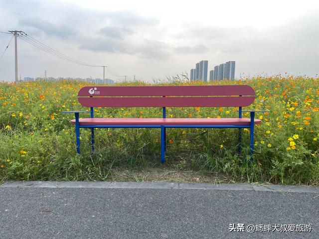 杭州超绝“波斯菊花海”来了，拍照遛娃露营齐全，地铁直达且免费
