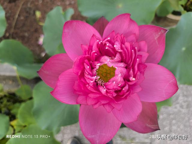 花艳叶新 “荷”你相遇——古漪园观荷记