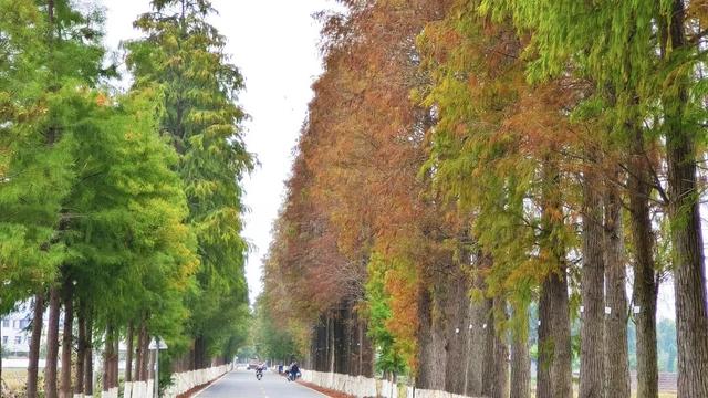 收好始兴这条线路，一天玩转艺术、古村与落羽杉，追一场岭南最绚烂的秋！