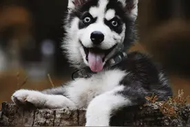 2025最新狗狗犬种智商排名表图片