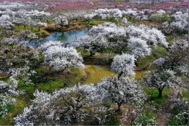 宿州赏花“宝典”！快来追寻属于春日的浪漫……图片