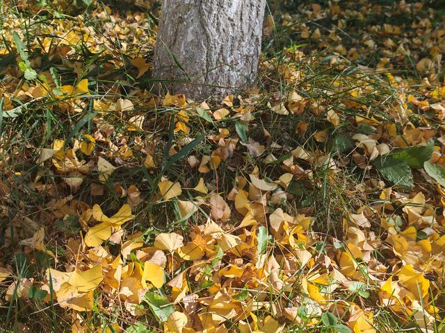 春融公园银杏黄金大道，免费打卡“冬日黄金雨”