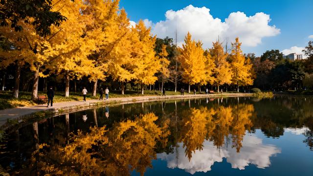金杏摇风碎玉影，丹桂浮香染云章 —— 漫步蓉城清秋长卷