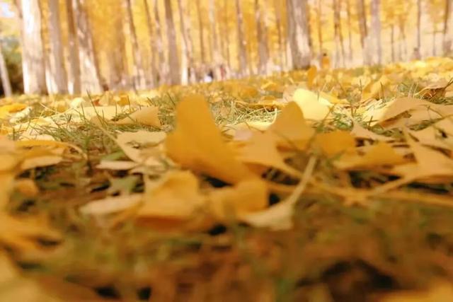 拜托，这真的很好看啊…