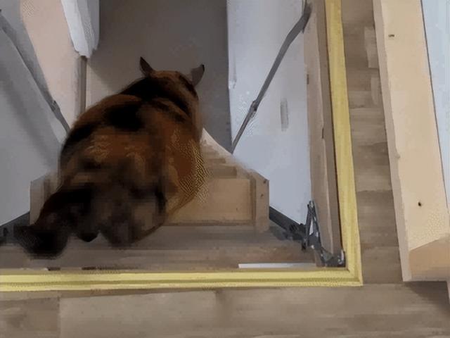 爸爸教猫爬梯子上床，结果第二天看到…网友：这猫是人教版的！