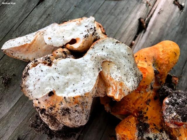 这蘑菇吃着竟然有龙虾味？背后还藏着一起“谋杀案”？