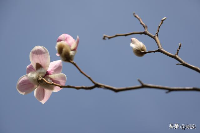娇艳欲滴清新怡人，上海市花白玉兰竞相绽放美不胜收