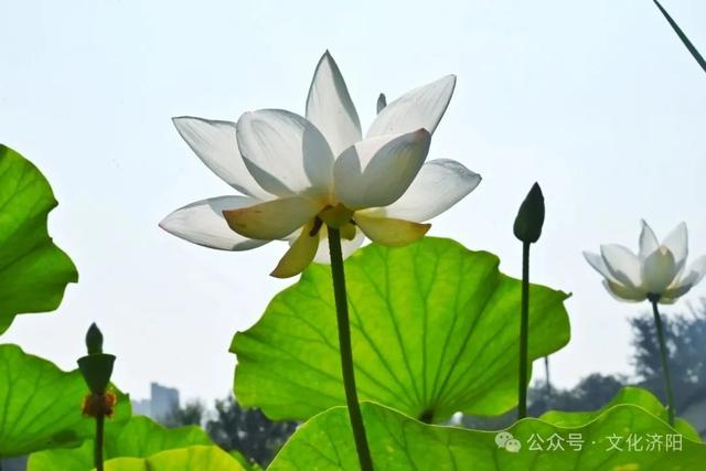 “荷”你说一声,可以换新壁纸啦!