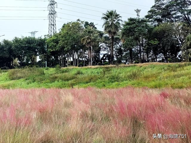 佛山三水芦苞花海生态公园