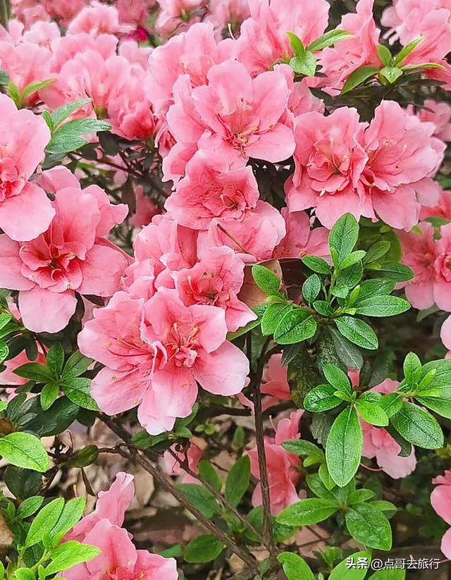 成都公园最大规模杜鹃花开了，200多亩花开成海，不要门票！