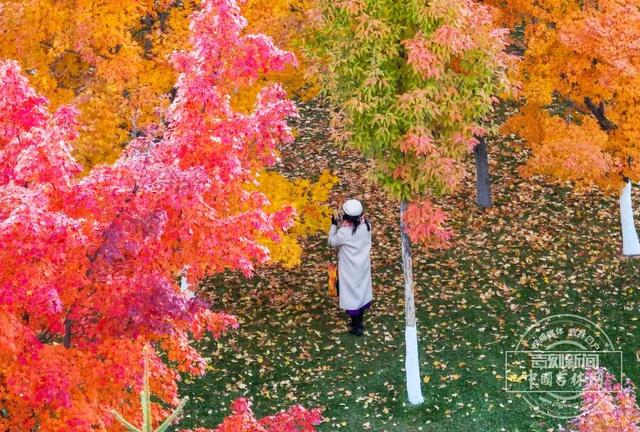 太美了！长春梨花园披上秋日盛装