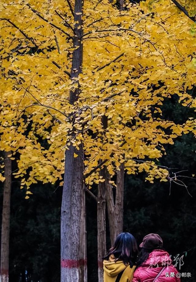 龙湖公园银杏染秋 定格深秋童话景致
