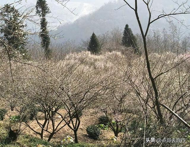 成都惊现6000亩梅林，花开成海超级壮观，免费，不要门票！