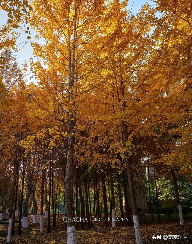 秋风一吹武汉就美成诗，戴家湖公园如水墨画，我脚步慢心也静了