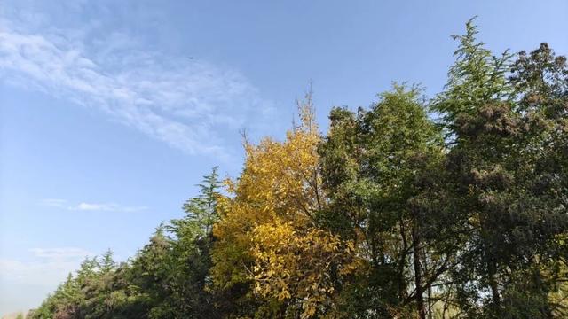 秋去冬来，邀您看红荷湿地的层林尽染，落叶如诗~~~