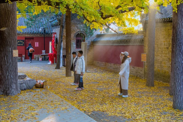 浮来山银杏树，即将迎来最佳观赏期！就自周末起！