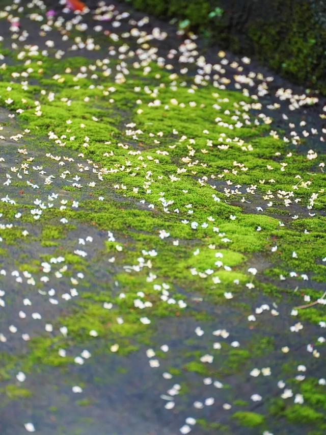 花漾邛州 | 秋意浓，满城桂雨润临邛
