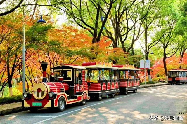 爆火！最美200米红枫大道已达最佳观赏期