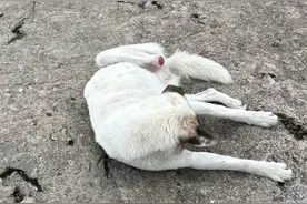 获大量差评！“宠物友好景区”现多只“断脚狗”，最新回应来了图片