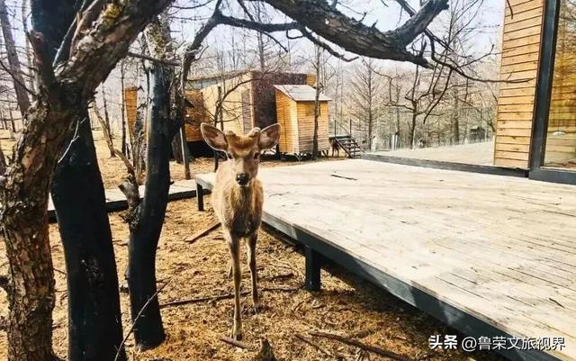 北纬47°的冰雪秘境：阿尔山，冬季人少景美的宝藏旅行地