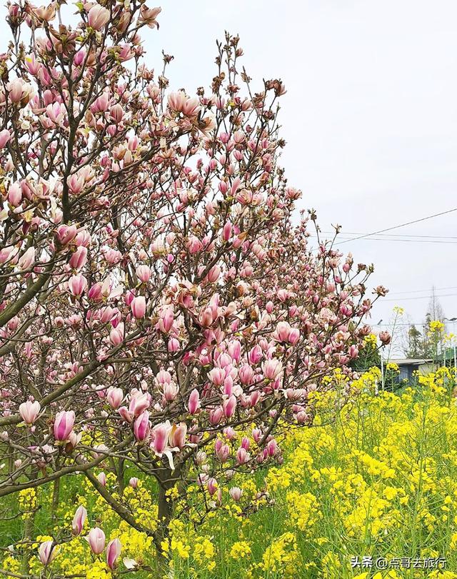 成都最浪漫的玉兰花开了，油菜花和玉兰花惊艳同框，让人赏心悦目
