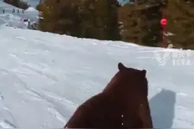 美国一只黑熊突然从树林中冲出 闯入滑雪场跑道 与滑雪者擦身而过险些相撞图片