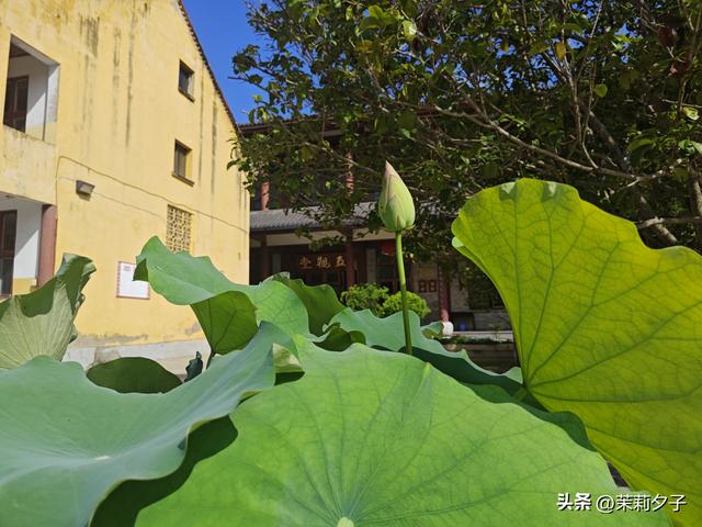 福鼎市区一日游：从白茶发源地到市井小吃赏唐风建筑品山海韵味