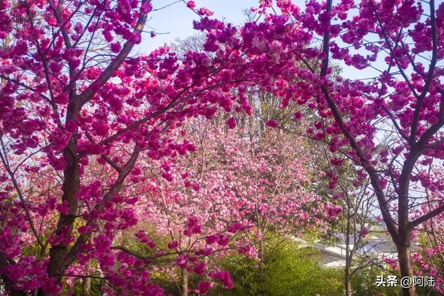 大理赏樱拍照不用去校园和景区，三月街的这座无名凉亭就很出片