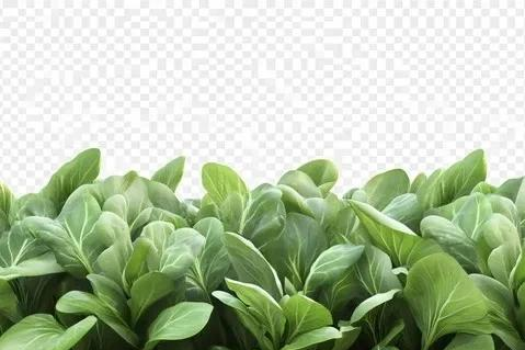 秋分种菠菜别瞎忙！记住“3时4步”，30天鲜嫩菠菜端上桌