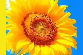 好美的向日葵，金黄的花瓣在阳光下熠熠生辉，散发着温暖和希望！图片